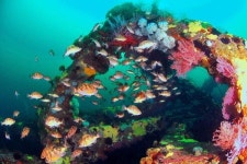 바다숲 올해 20곳 3108㏊ 새로 조성