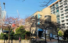 완연한 봄 날씨… 부산 수영구 남천동에 벚꽃 폈다!