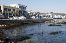 [일광 칠암회촌 동해횟집] 기름기 쫙~뺀 자연산 붕장어회, 먹어 보실래예?