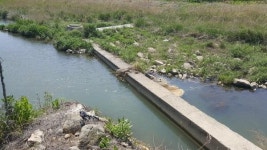 수영강 생태계 교란 시멘트 구조물 방치