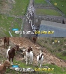 생방송 오늘 저녁 시골부자, 연매출 4억 인생2막 보어염소…괴산 하늘목장