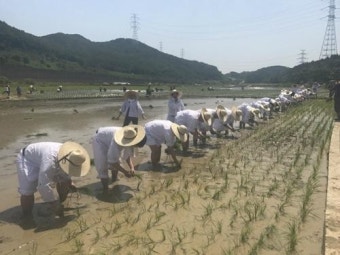기장군, 손모내기 전통 농경문화 복원체험 행사 개최
