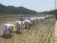 기장군, 손모내기 전통 농경문화 복원체험 행사 개최
