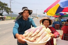 [포토뉴스] 쫄깃쫄깃한 고성 월평리 옥수수 맛보세요