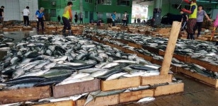 폭염 덮친 후진적 위판체계, 제값 못 받는 고등어