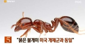 붉은불개미, 대구 아파트 건설현장서 7마리 발견… 공포 확산, 왜?