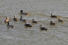 겨울철새 국내 도착…농림축산검역본부 철새도래 경보 발령