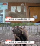 생방송 오늘 저녁 시골부자, 엘크사슴 목장으로 인생역전…아산시 설화녹용