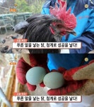 생방송 오늘 저녁 시골부자, 푸른 알 낳는 청계로 성공을 낳다…문경 닭들의 고향
