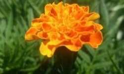 메리골드, 한 꽃에 담긴 두가지 꽃말은?… 다양한 효능도 눈길
