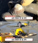 생방송 오늘 저녁 짠내 나는 바다 인생, 순천 갯벌의 맛 참꼬막…풍덕동 별량수산