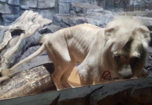 현재 논란이 일고있는 부천 아쿠아리움 사자.JPG