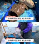 생방송 오늘 저녁 짠내나는 바다인생, 부산 기장 대변항 수향아구찜…아귀 찜·무침회·간장불고기