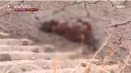 동물농장 기러기 고기만 노리고 내장 파먹는 삵, 알면서 잡지 못하는 이유