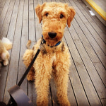 [반려동물과 지내기] 강철호 ㈜대헌 대표이사