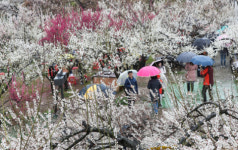 [포토뉴스] 매화 활짝, 기분 활짝~