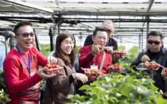 [포토뉴스] 동남아 관광객, 통영 딸기 농장 체험