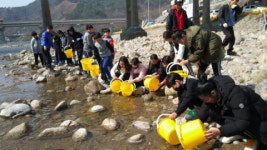 하동 화개천에 어린 연어·은어 방류