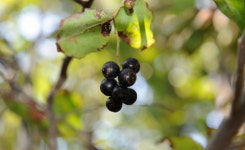 토종 블루베리 정금나무 엽록체 DNA 해독