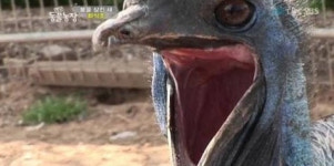 화식조, 발톱 길이만 12cm 화식조는 사람도 찢어