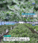 6시내고향 아이스플랜트, 전남 강진 첫 재배…남아프라키 원산지 아열대 작물