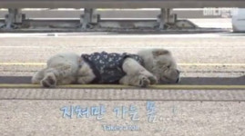 동물농장 중국개 차우차우, 주인에 대한 충성심 강한 반려견…분양가격은?