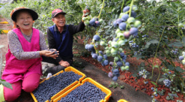 [포토뉴스] “블루베리 많이 드세요”