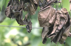 천안 배 농장 5곳 과수화상병 확진