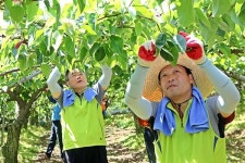 부산농협, 부산고검과 함께 농촌일손돕기 나서