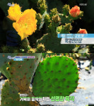 6시내고향 남해 육각선인장, 남해군 설천면 동흥마을…백세까지 건강하게 백년초