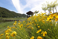 경남 산청 생비량면 뚝방길 ‘금계국 황금물결’