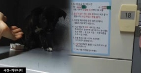도시철도 범내골역 물품 보관함에 갇힌 강아지 구조