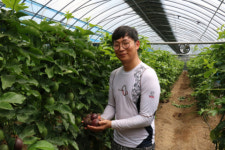 ‘아열대 과일’ 김해 농부들 웃게 하다