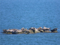 ‘하늬바다 인공쉼터’, 점박이물범의 새 보금자리 되다