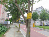 축제 앞둔 함양군 가로수에 죽은 벌레 눈살