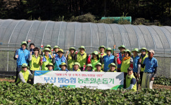 부산농협, 고구마 수확 일손돕기