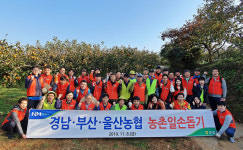 부산· 울산·경남농협 임직원 진영 단감농장 농촌일손돕기