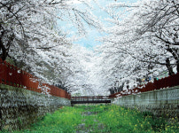 진해군항제 벚꽃 명소 ‘여좌천 로망스다리’ 세계로