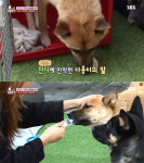 떠돌이 개 다롱이 근황, 새로운 주인 만나 견생역전(TV동물농장)