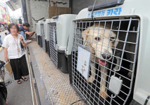 부산 구포가축시장, 동물학대 온상지에서 동물보호 축제의 장으로 탈바꿈