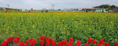 창녕낙동강유채꽃축제 코로나19 확산에 취소
