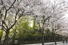 벚꽃이 아름다운 경남과기대 ‘사월로’, 도로명 바꿔야 하나?