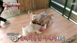 동물농장 사과 코로나19 관련 부적절한 자막, 죄송하다