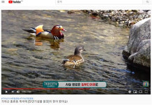 가야산의 봄 유튜브로 만끽