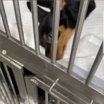 혜민동물병원 강제철거 중… 강아지 입원시킨 보호자 빨리 데려가라