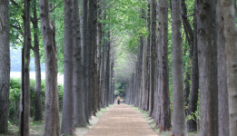 [포토뉴스] ‘송정옛길’ 메타세쿼이아 숲길