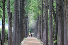 [포토뉴스] ‘송정옛길’ 메타세쿼이아 숲길