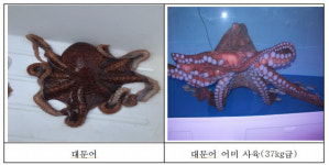 동해 진미 대문어 양식 가능해지나…99일간 사육 성공
