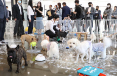 [포토뉴스] 반려견 놀이터