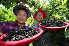 ‘달디 단’ 지리산 오디 수확 한창